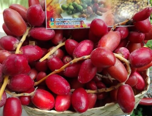 Manfaat Kurma Muda Merah yang Belum Diketahui Semua Orang