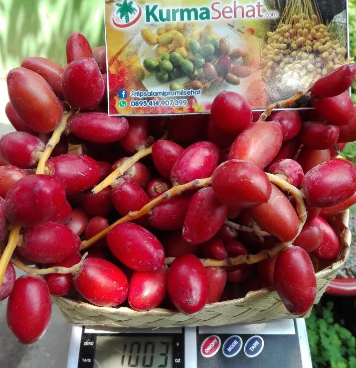 Khasiat kurma muda merah