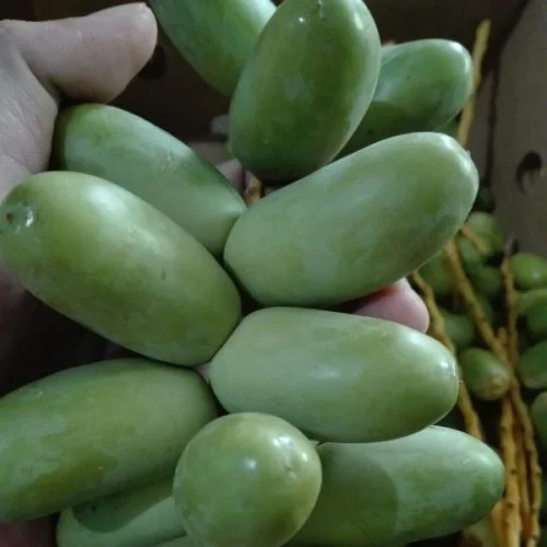 jual kurma muda hijau