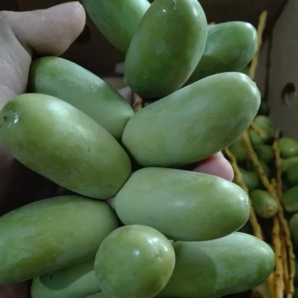 jual kurma muda hijau