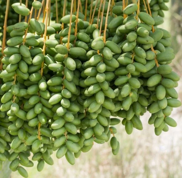 jual kurma muda hijau mengkal