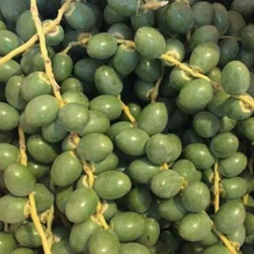 jual kurma muda warna hijau untuk kesuburan