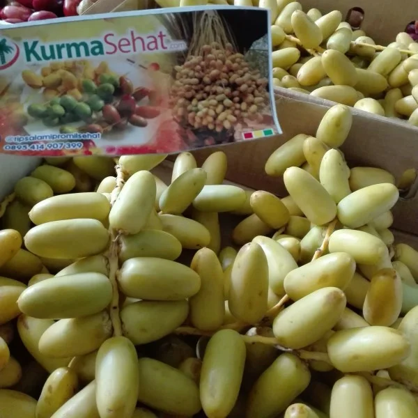jual kurma muda kuning mengkal