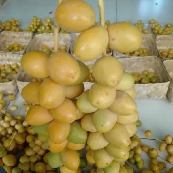 jual kurma muda kuning segar