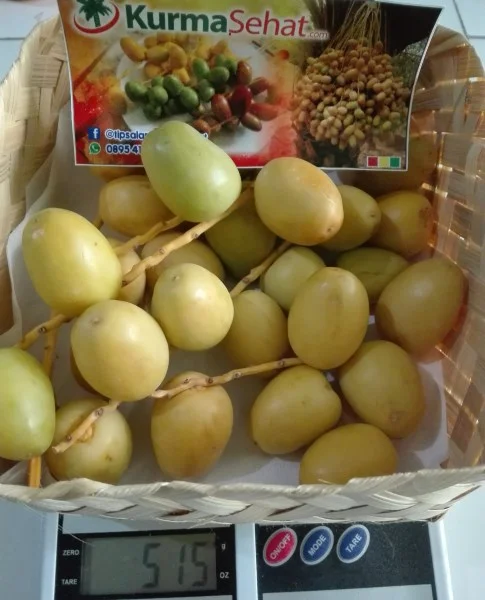 jual kurma muda mengkal warna kuning
