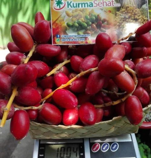 jual kurma muda merah segar untuk promil