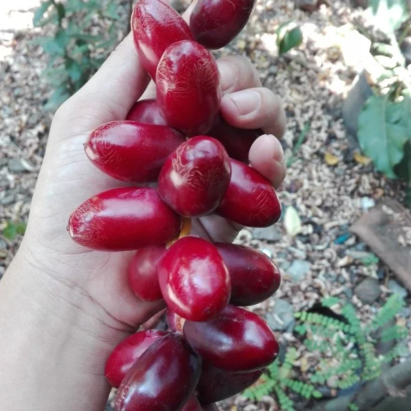 jual kurma muda warna merah