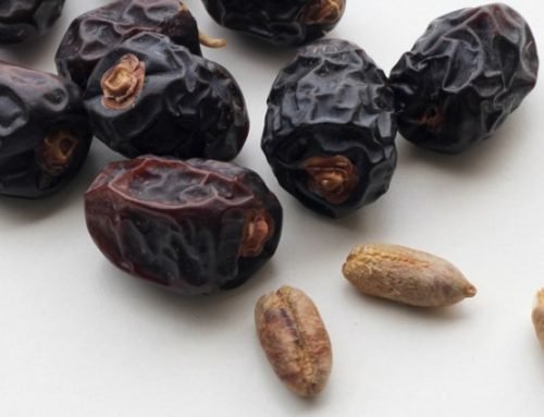 Manfaat Kurma Ajwa Untuk Kesuburan Baik Pria maupun Wanita