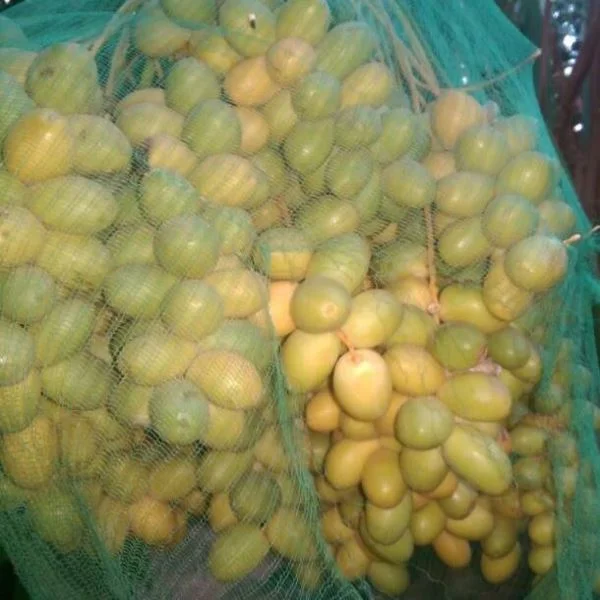 kurma muda kuning mengkal berkualitas
