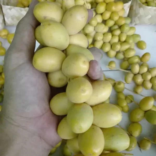 jual kurma muda kuning