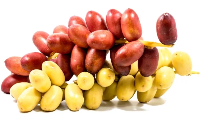kurma muda untuk promil