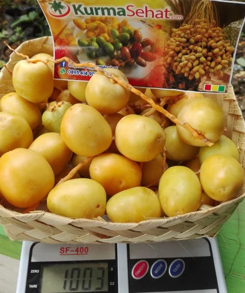 kurma muda warna kuning