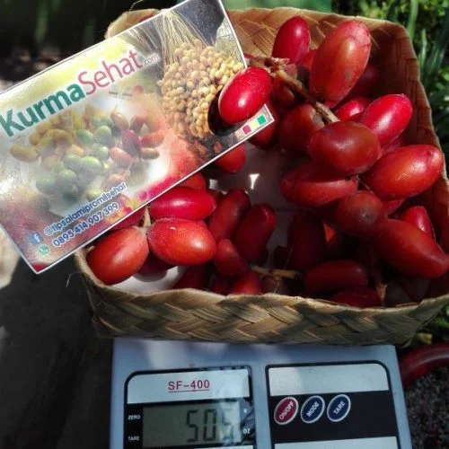 kurma muda warna merah