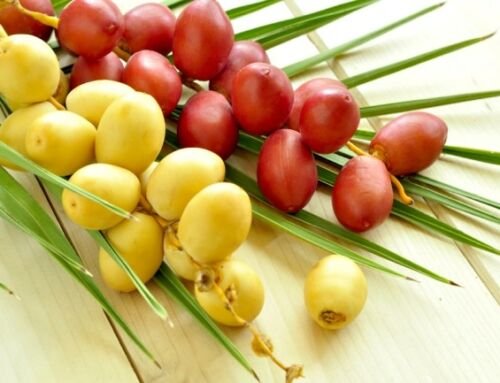 Khasiat Kurma Muda Bagi Kesuburan dan Kesehatan