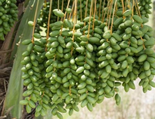 Manfaat Kurma Muda Hijau Untuk Promil dan BUMIL