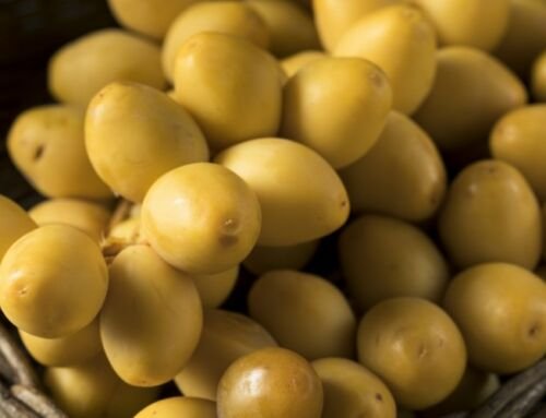 Manfaat Kurma Muda Kuning yang Belum Banyak diketahui