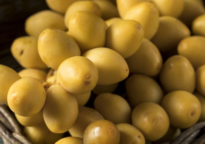 manfaat kurma muda warna kuning