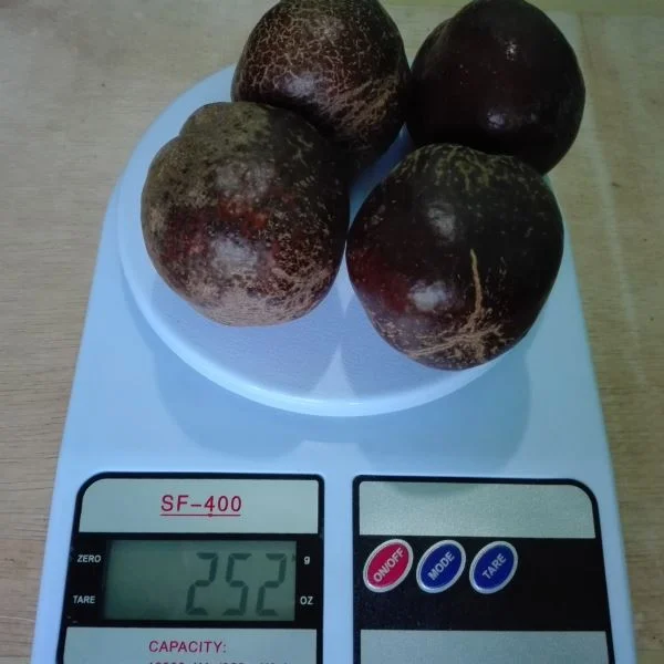 buah zuriat madinah untuk promil