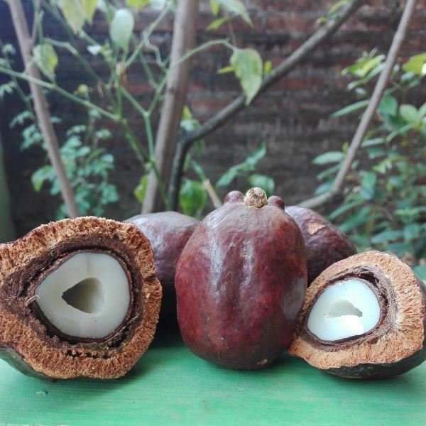 buah zuriat madinah asli