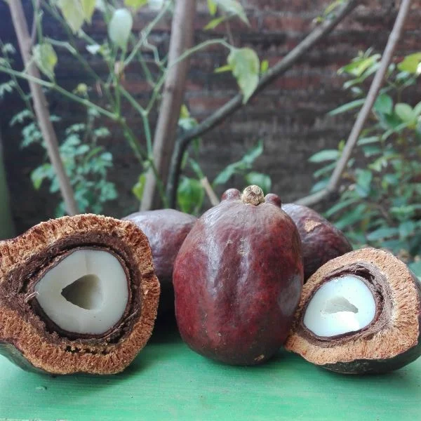 buah zuriat madinah asli