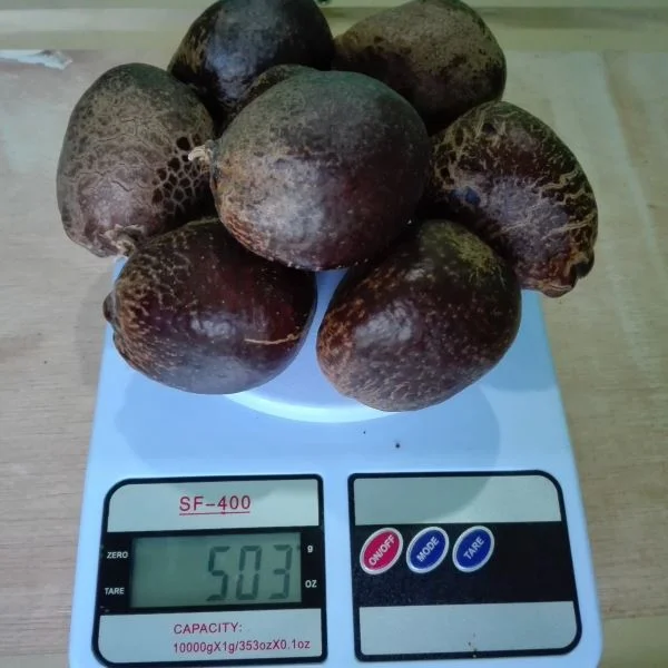 jual buah zuriat madinah