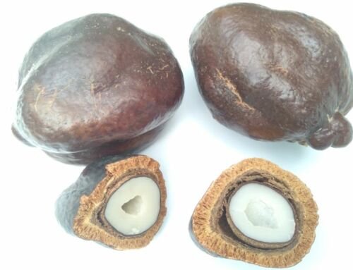 Manfaat Buah Zuriat Untuk Promil dan Cara Konsumsinya Agar Hamil