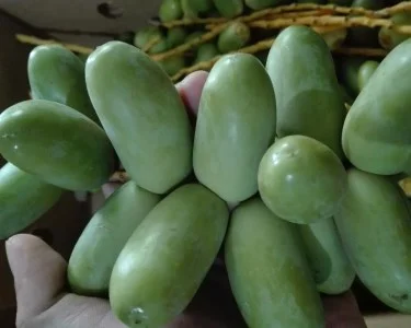 kurma muda hijau