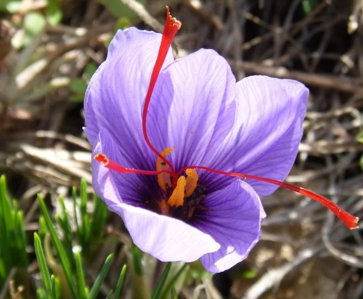manfaat saffron