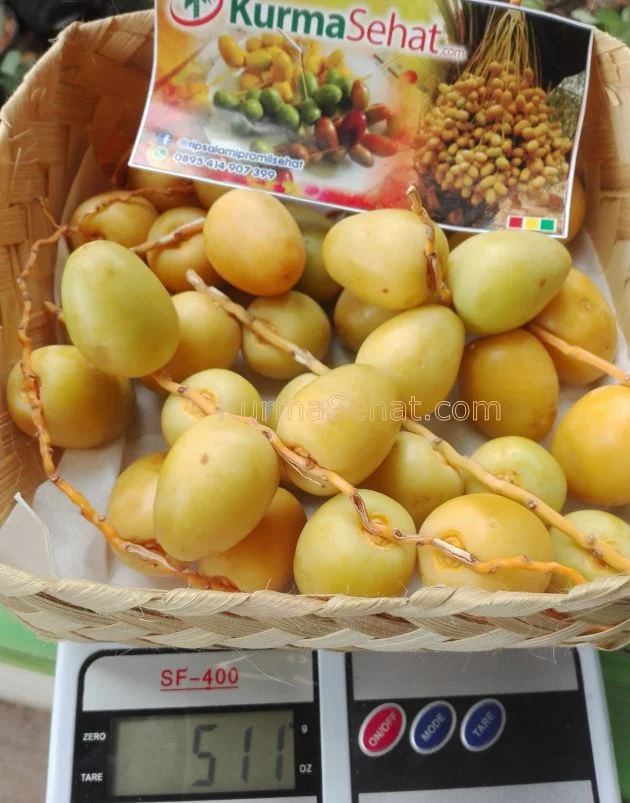 Cara Makan Kurma Muda
