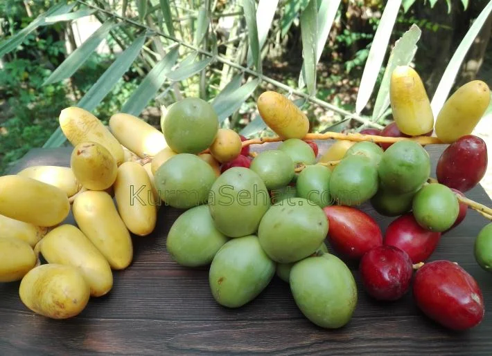 Tips Beli Kurma Muda Online