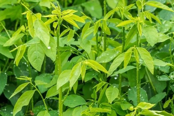 manfaat daun katuk untuk ibu menyusui