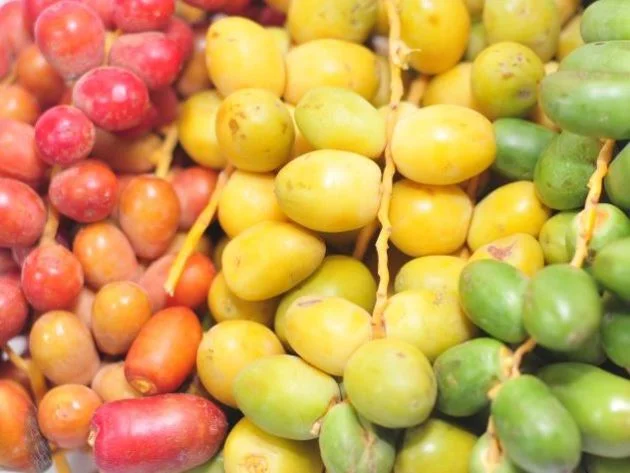 Rasa Kurma Muda Rasa Kurma Muda