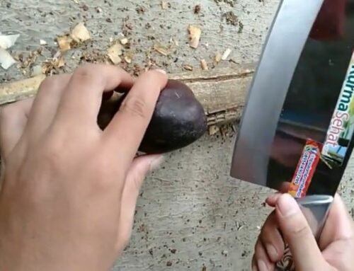 Cara Membelah Buah Zuriat Yang Praktis Dan Sederhana