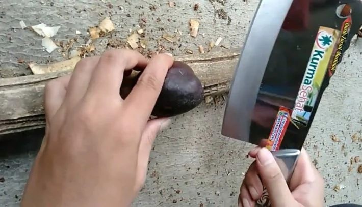 Cara Membelah Buah Zuriat Cara Membelah Buah Zuriat