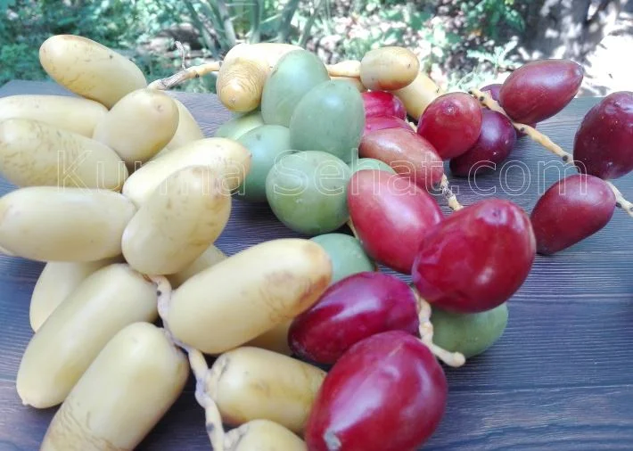 cara menyimpan kurma muda