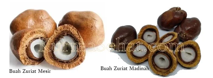 Jenis Buah Zuriat Jenis Buah Zuriat