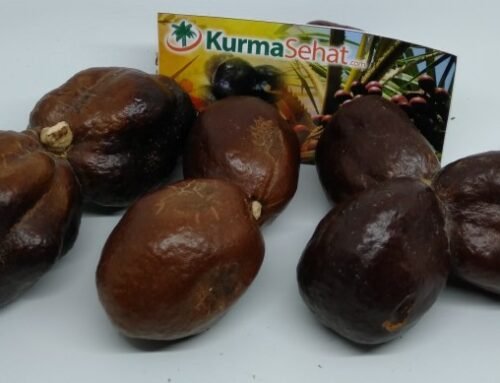 Apa Perbedaan Buah Zuriat Kembar Dan Single? Silahkan Disimak