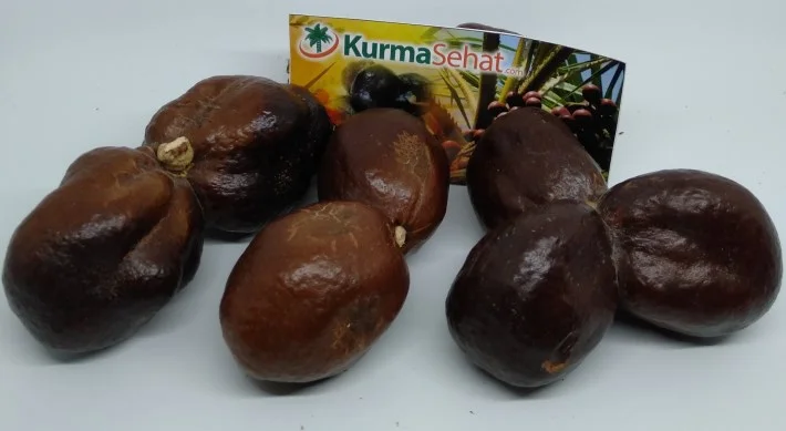 perbedaan buah zuriat kembar dan single